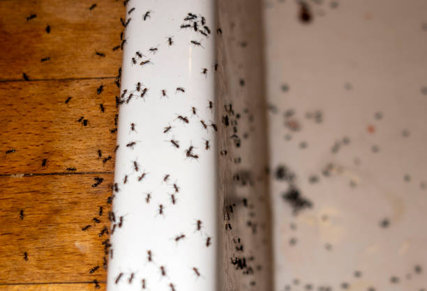 Best Flea Control Services  in Plains, KS